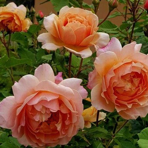 Żółty - Róże pienne - z kwiatami bukietowymi - korona krzaczasta